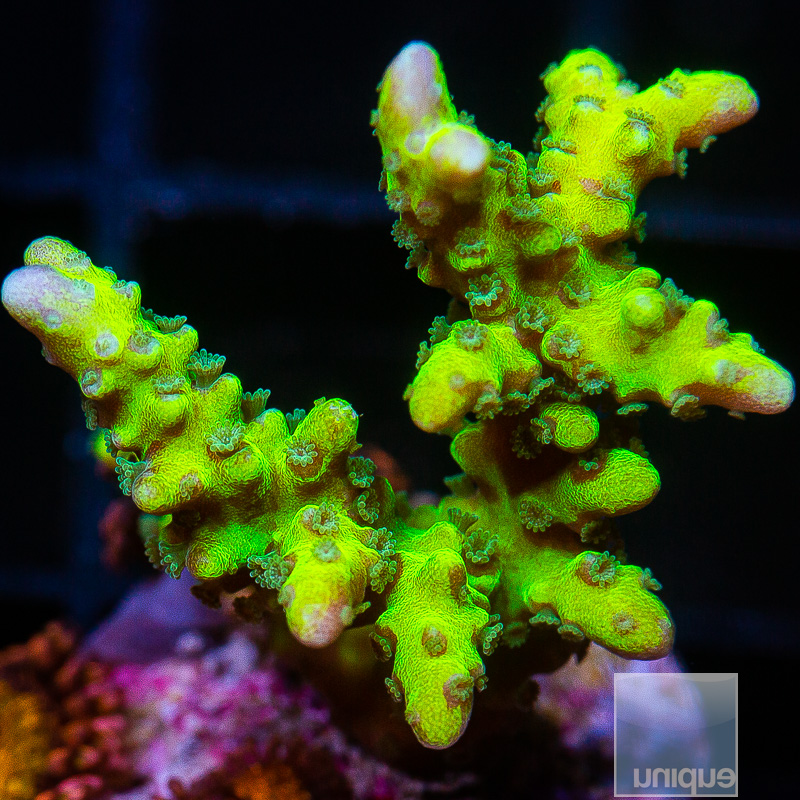 Slimeball Anacropora 59 15.JPG