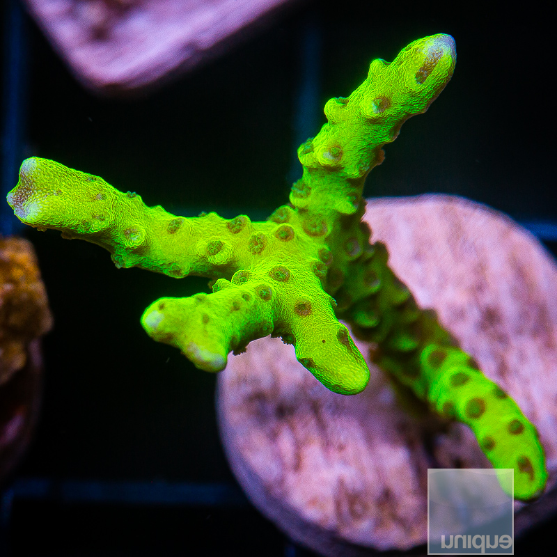 Slimeball Anacropora 59 22.JPG