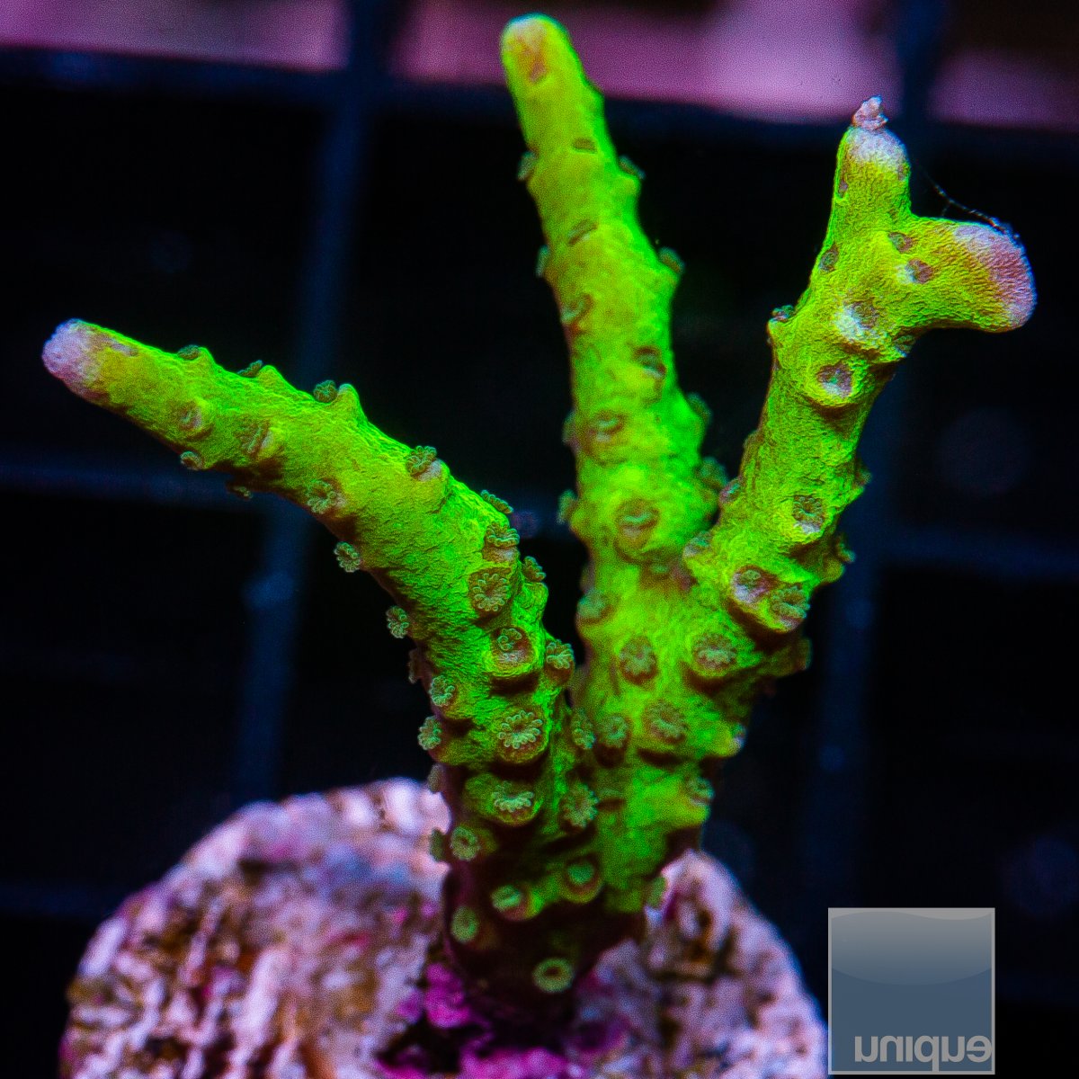 Slimeball Anacropora 59 24.JPG