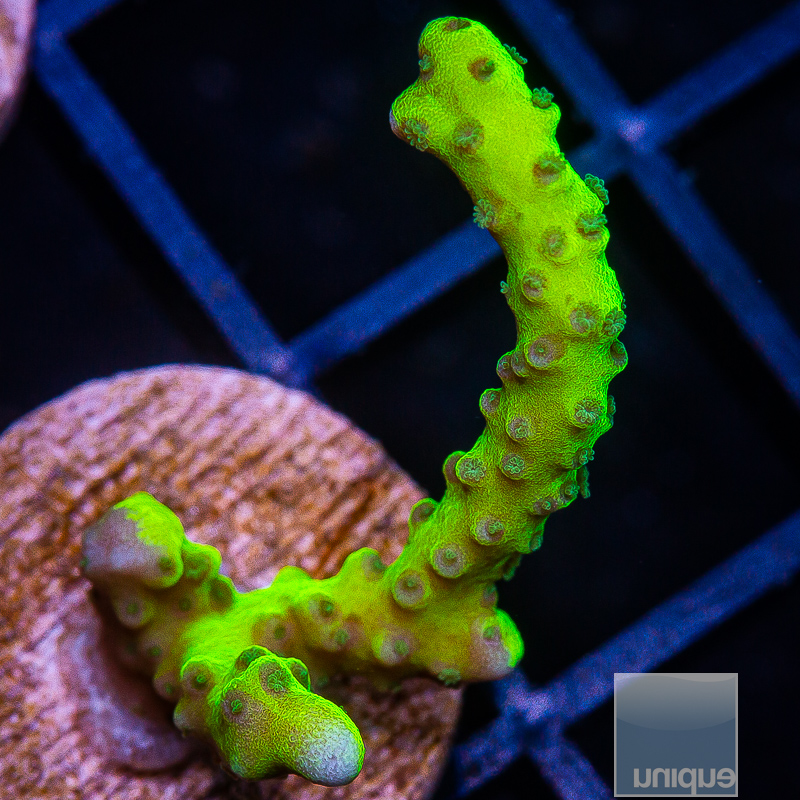 Slimeball Anacropora 59 26 (1).JPG