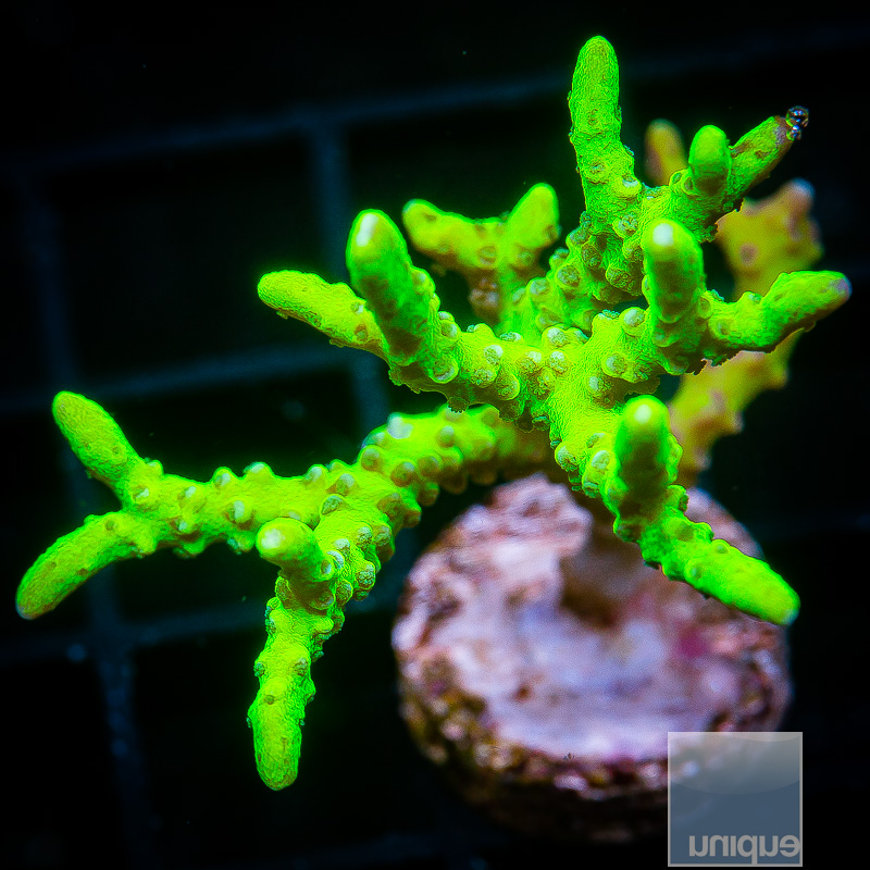 Slimeball Anacropora 59 26.JPG