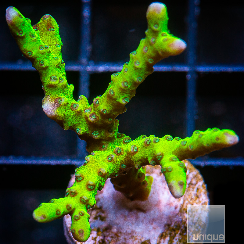 Slimeball Anacropora 59 36.JPG