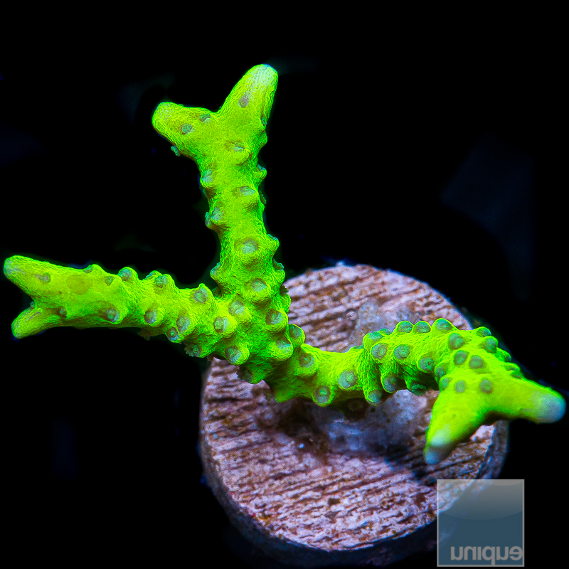 Slimeball Anacropora 59 38.JPG