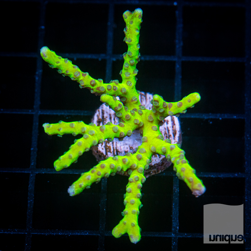 Slimeball Anacropora 62 38.jpg