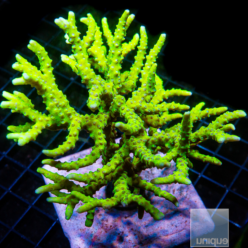 Slimeball Anacropora Colony 599 300.JPG