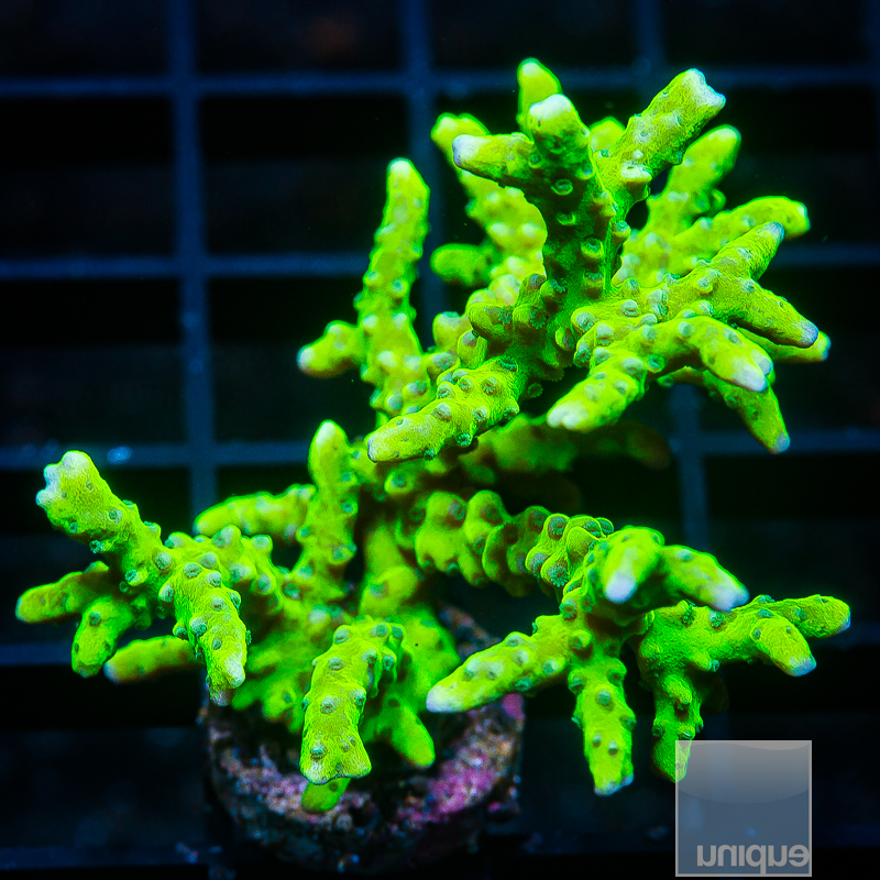 Slimeball Anacropora Mini Colony 119 91.JPG