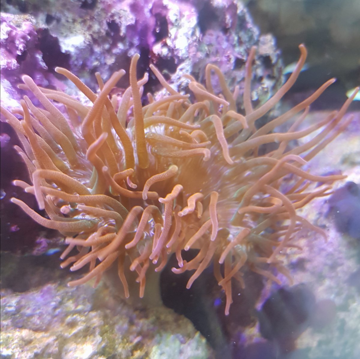 small anemone 2.jpg