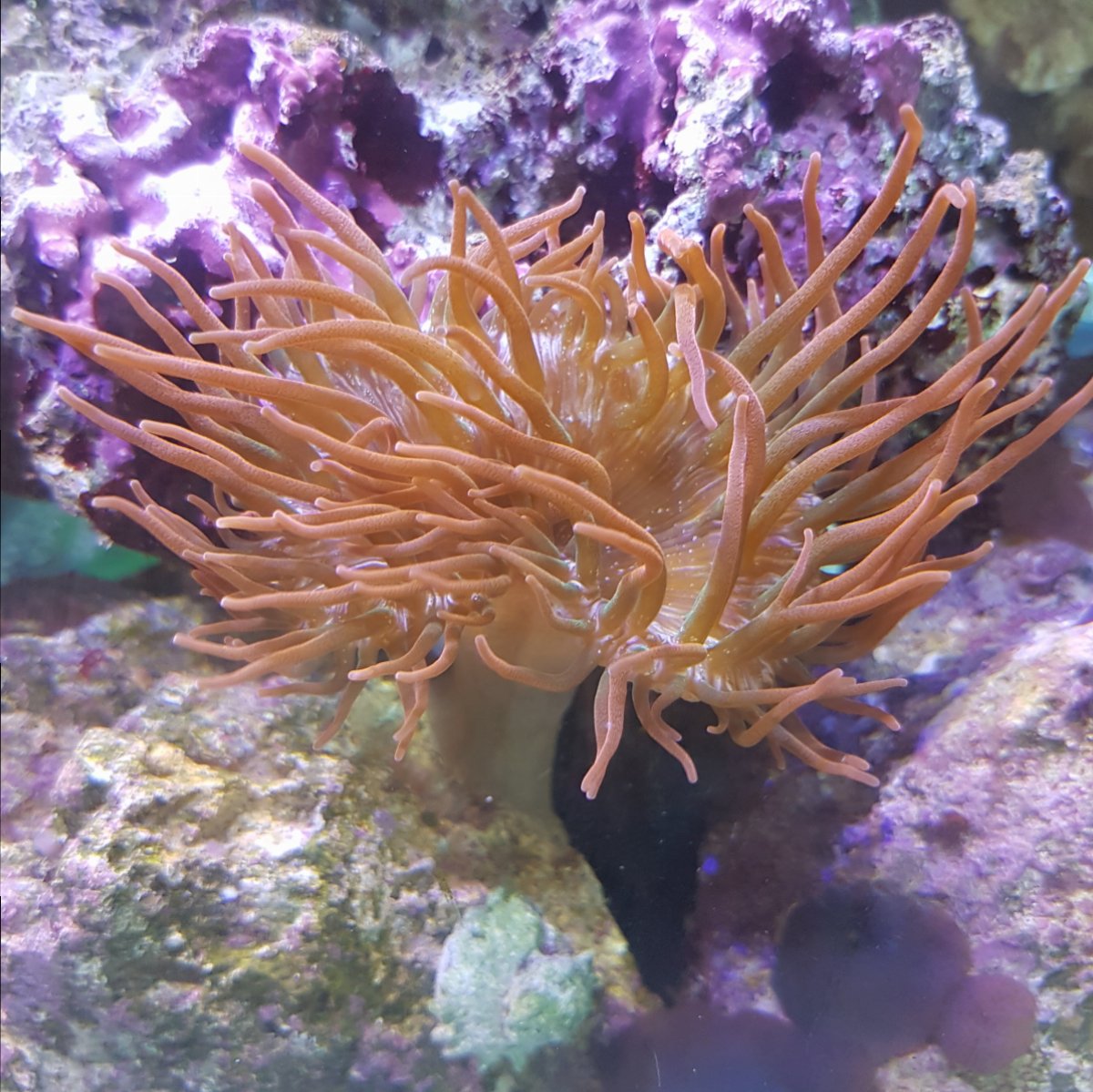 small anemone.jpg
