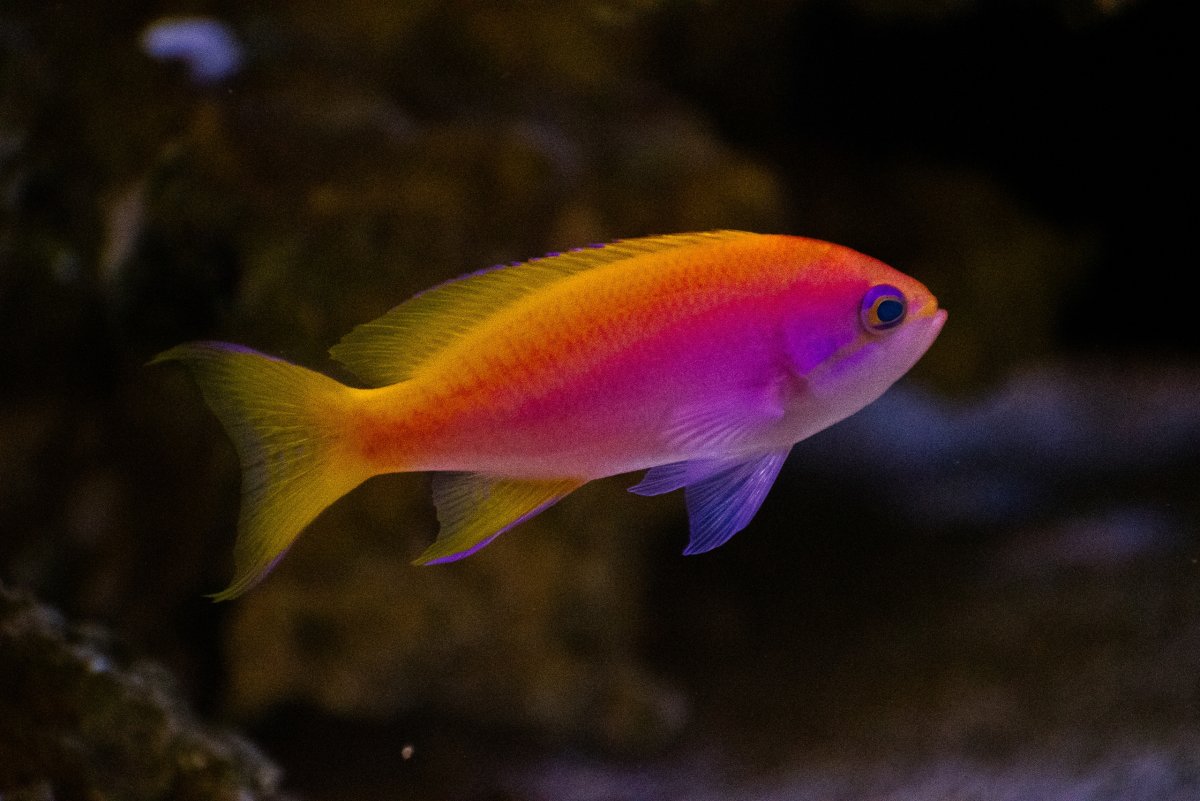 SMALLER ANTHIAS.jpg