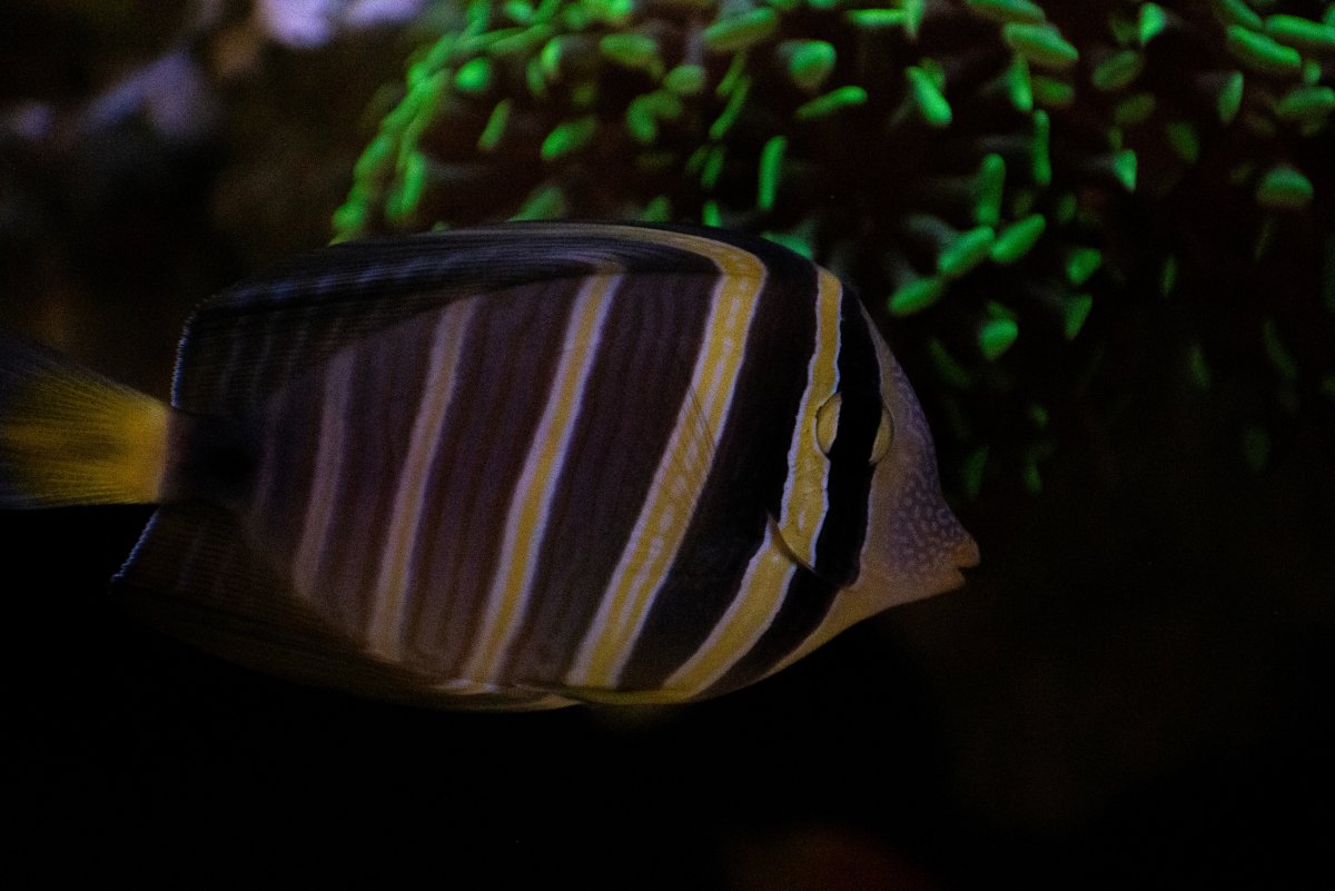 smaller sailfin.jpg