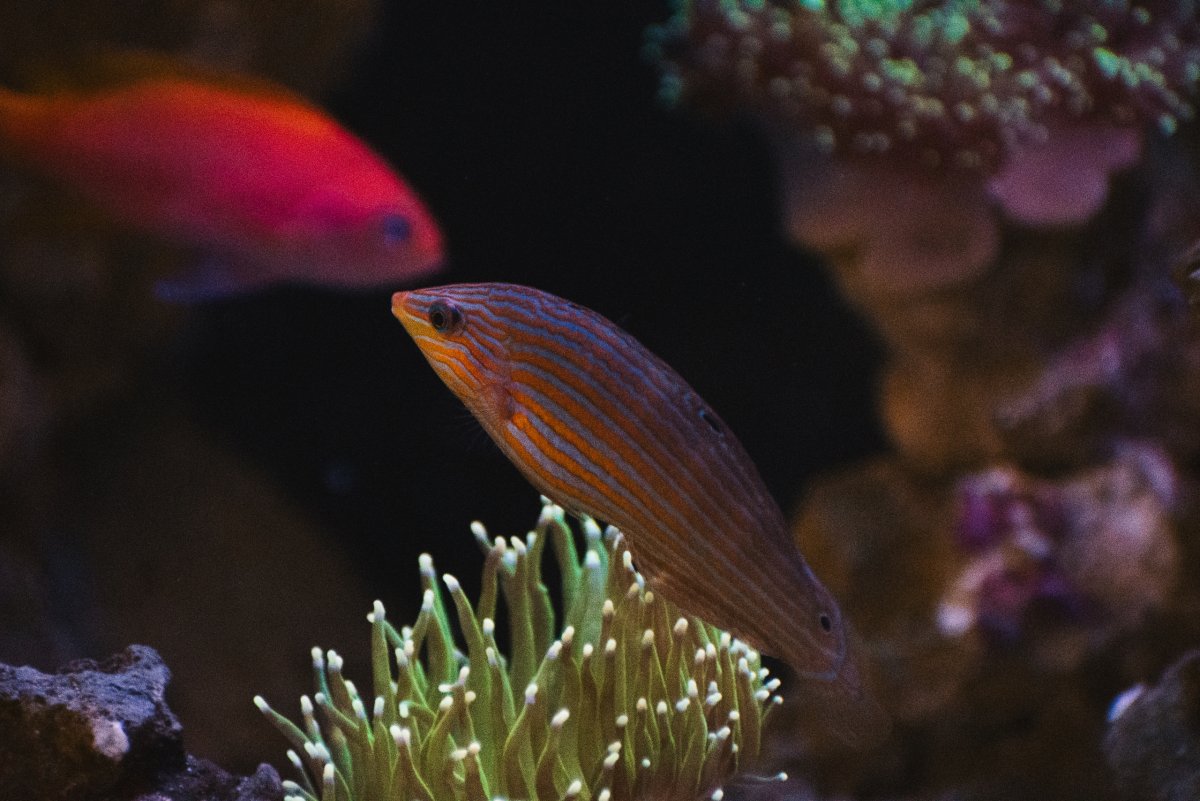 smaller wrasse.jpg