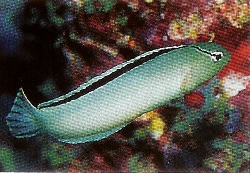 Smiths Fang Blenny.jpg