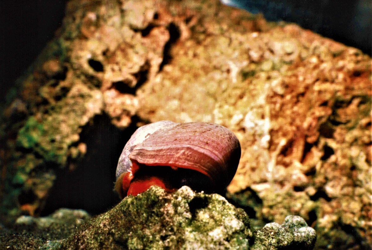 Smooth Brown Turban - Norris Top Snail.JPG