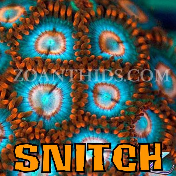 SNITCH 1.JPG