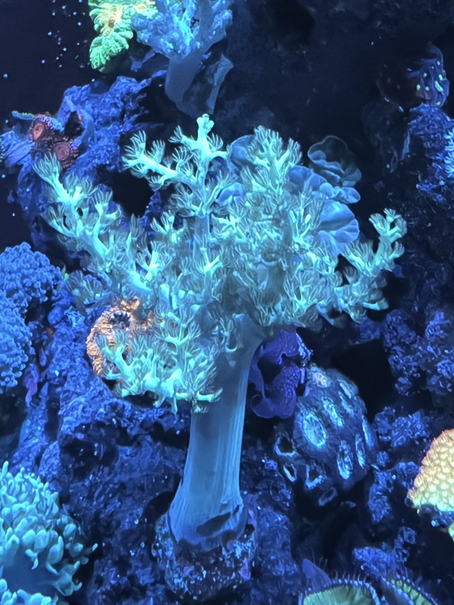 soft-coral.jpg