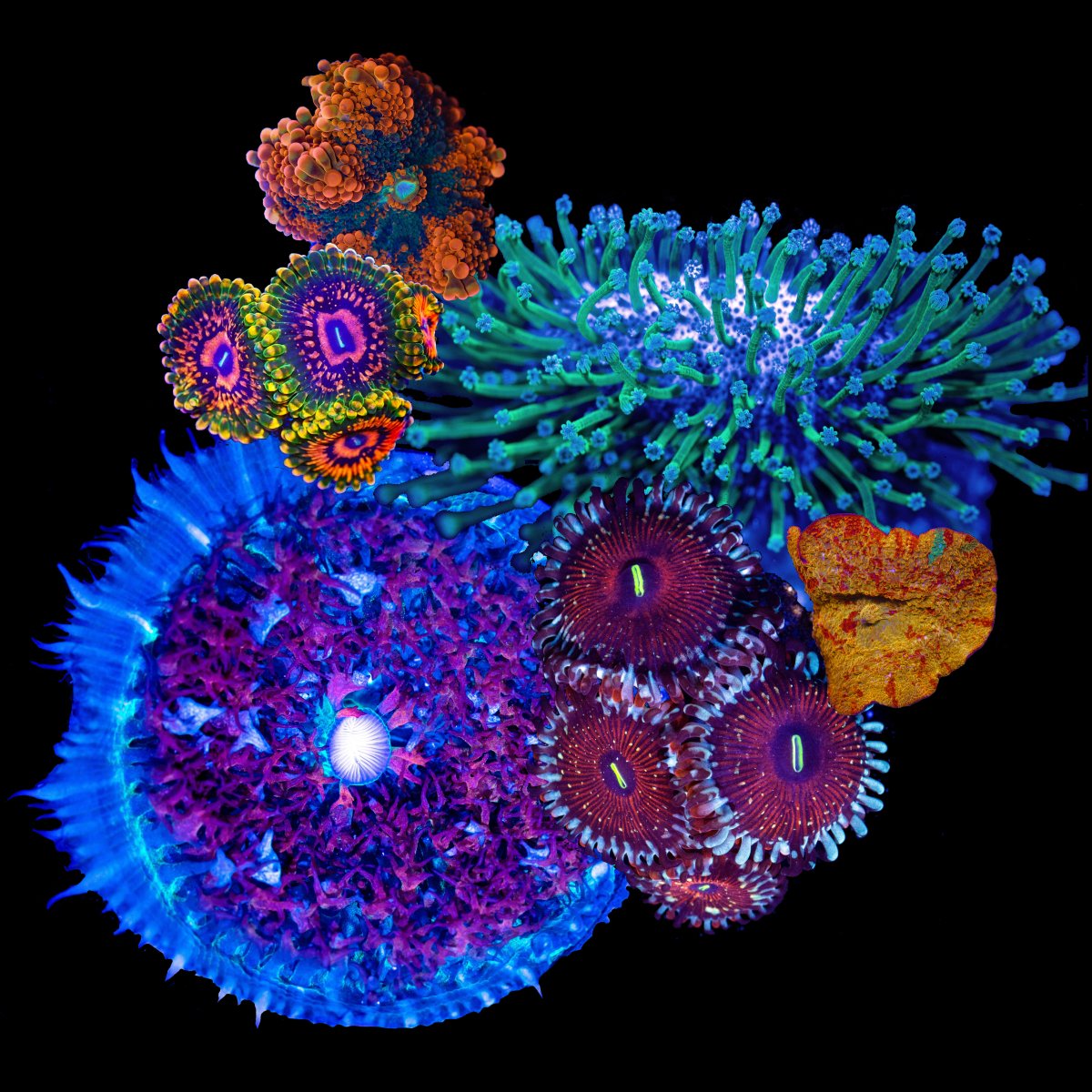 soft-corals-group-81224.jpg