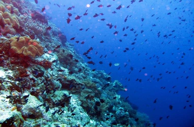 Soft-corals-were-dominant-on-the-reef-slope-in-Uring-waters-at-Banda-Besar-Island-Site.jpg