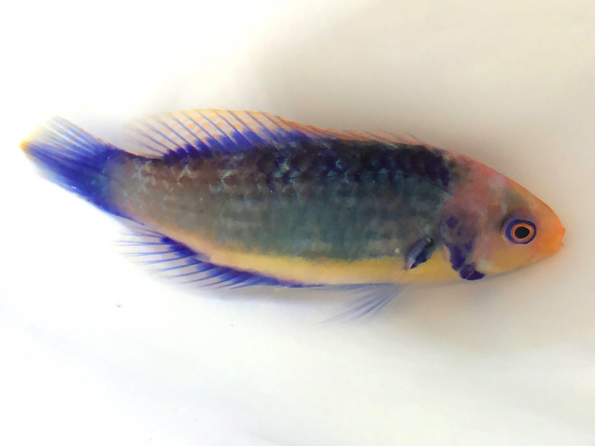 Solarensis Wrasse.jpg