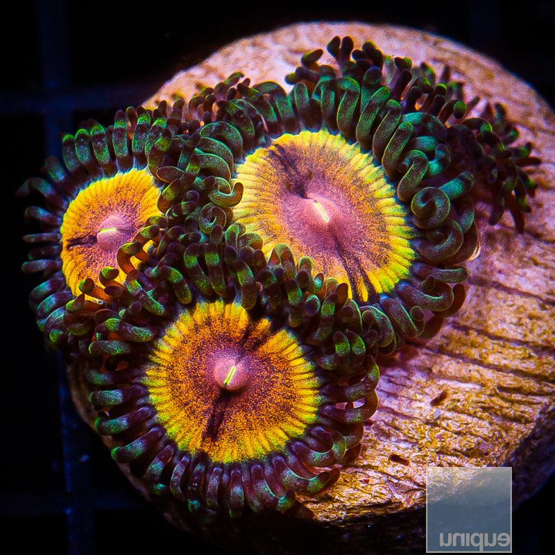 Sonic Flare Zoanthids 59 36.JPG