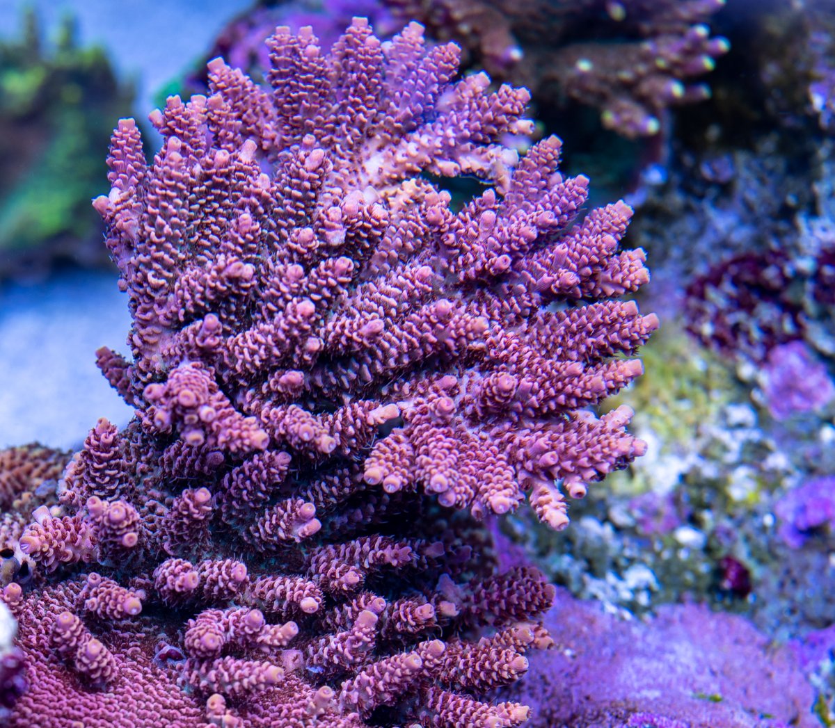 Soulburn millepora.jpg