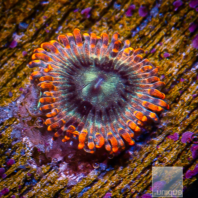 Soulsucker Zoanthid 15 5.JPG