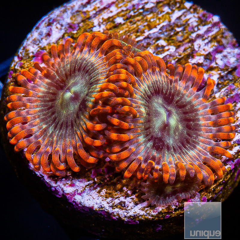 Soulsucker Zoanthid 29 14.JPG