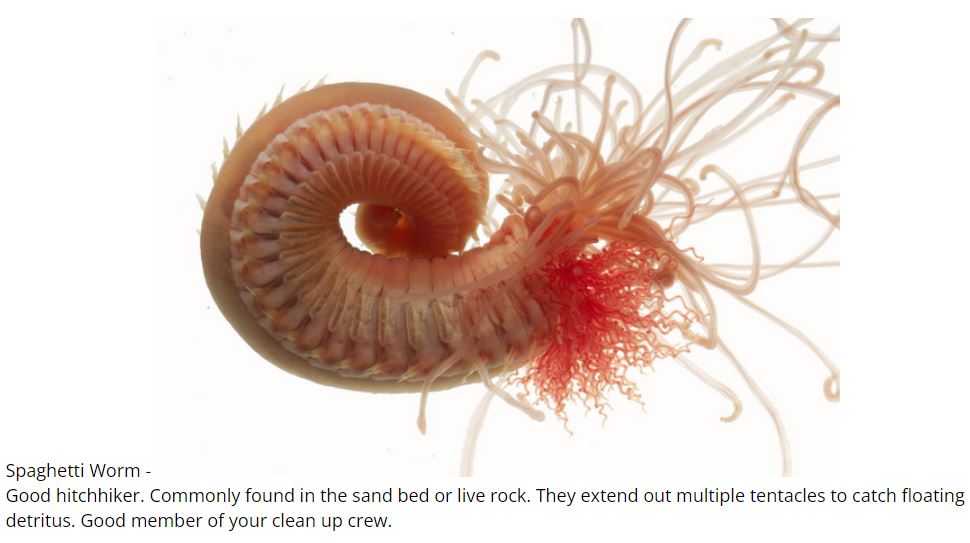 spaghetti worm ID.JPG