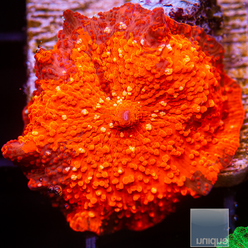 Speckled Deadpool Mushroom 229 140.JPG