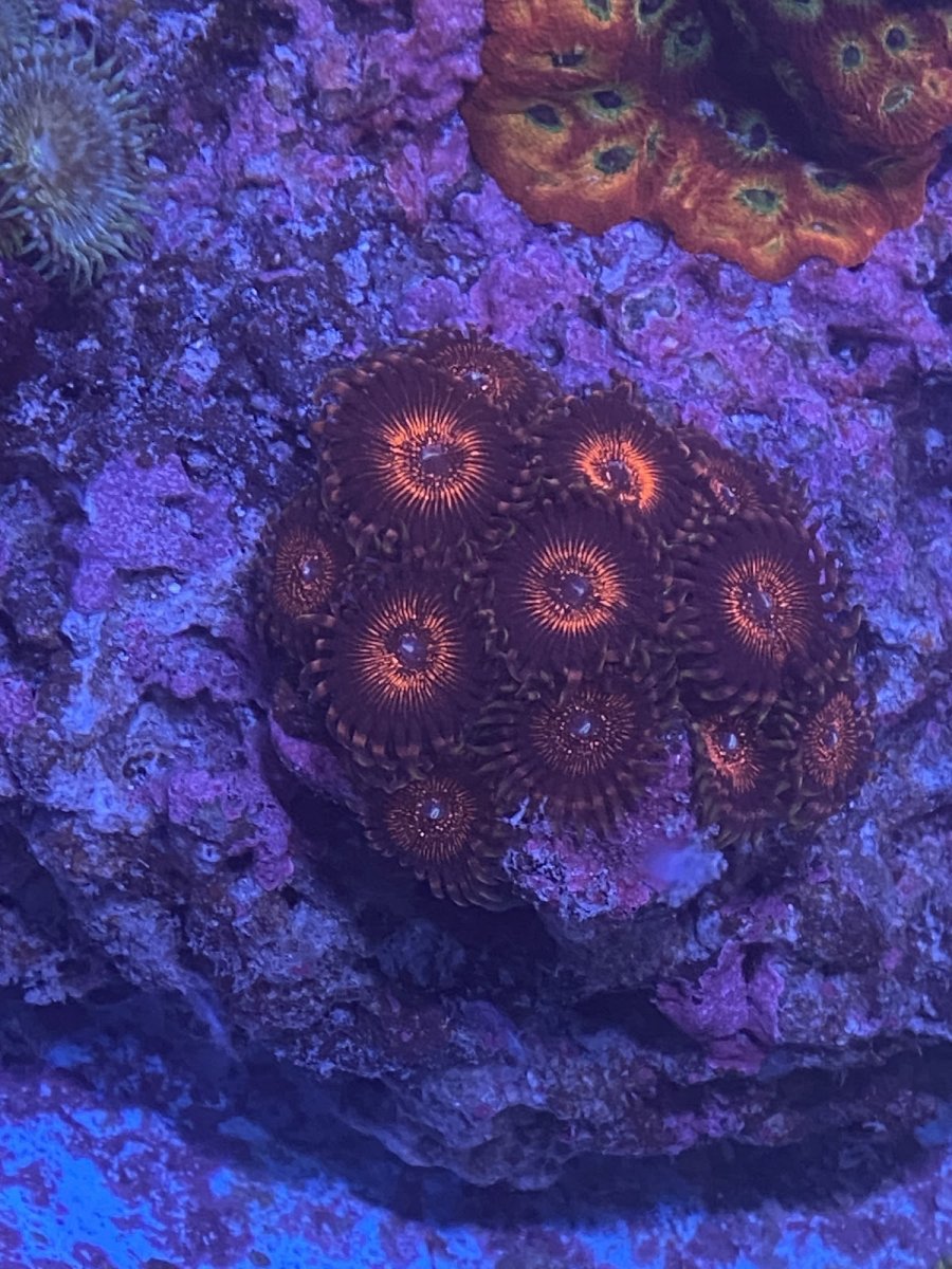 SPECKLED HEN ZOANTHID.jpg