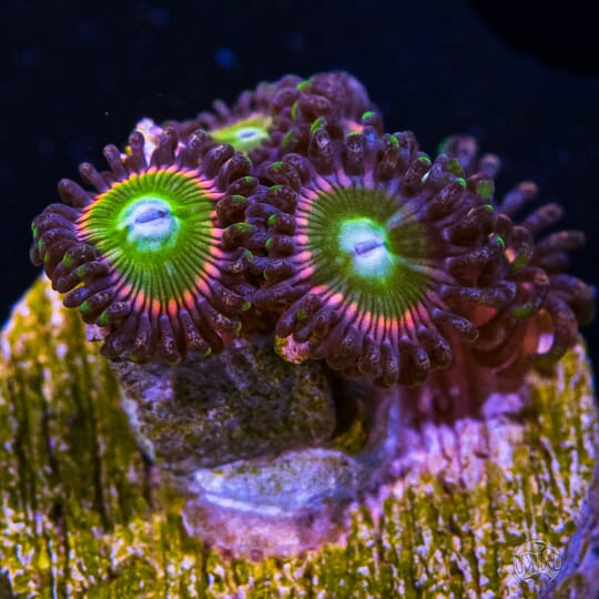 spectra zoas.jpg