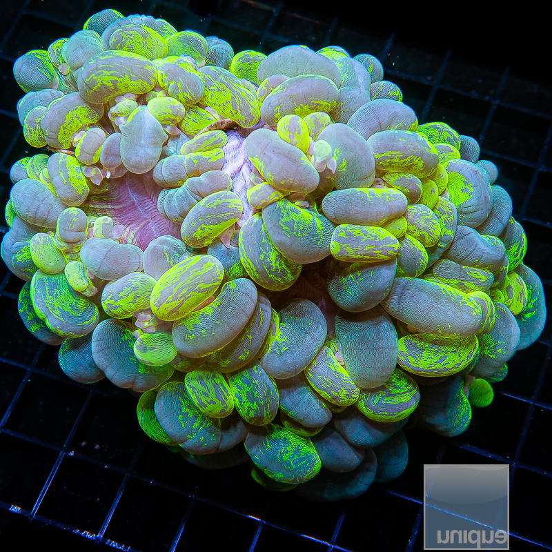 Splatter Bubble Coral 299 190.JPG