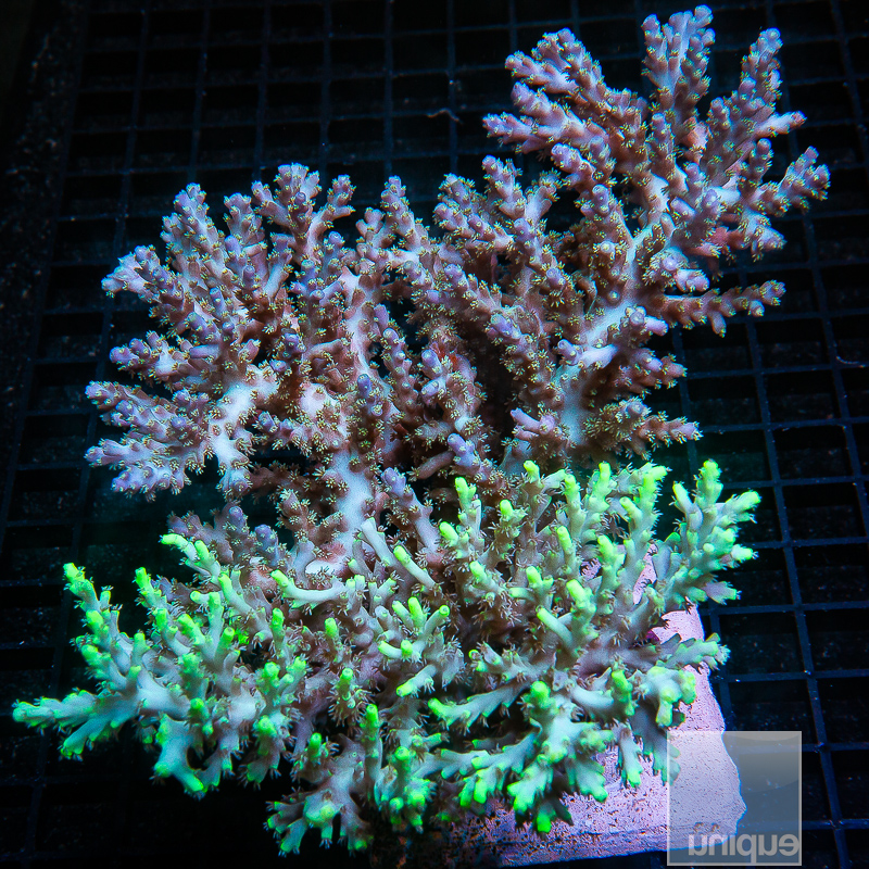 split deepwater acropora colony 899 680.jpeg