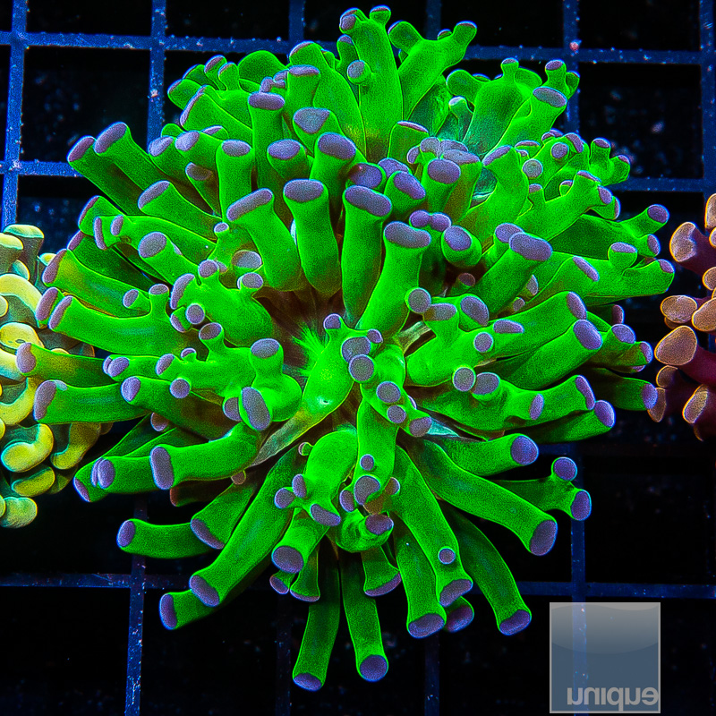 Splitting Blue tip Frogspawn 119 68.JPG