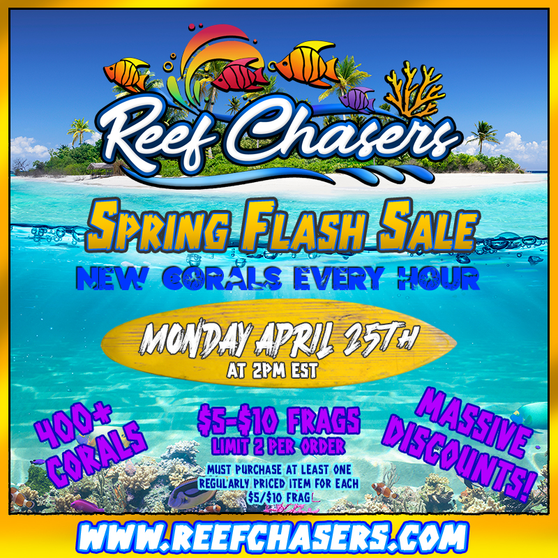 Spring Flash Sale.jpg