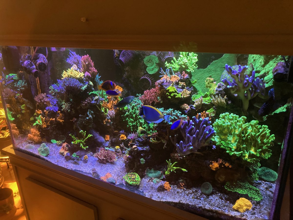 SPS Mixed Reef 2024 Matt G Craft Aquatic.jpg