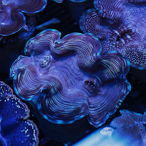 Squamosa  Clam 13 3-4  inches 109-65.jpg