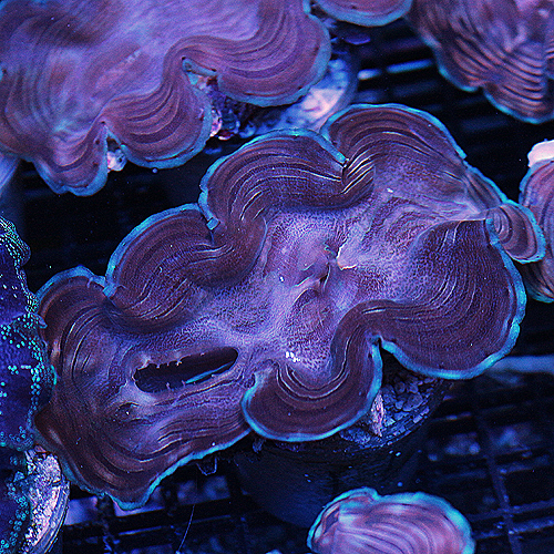 Squamosa  Clam 14 3-4  inches 109-79.jpg