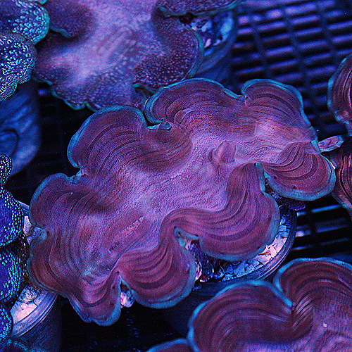 Squamosa  Clam 15 3-4  inches 109-79.jpg