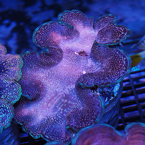 Squamosa  Clam 16 3-4  inches 109-79.jpg