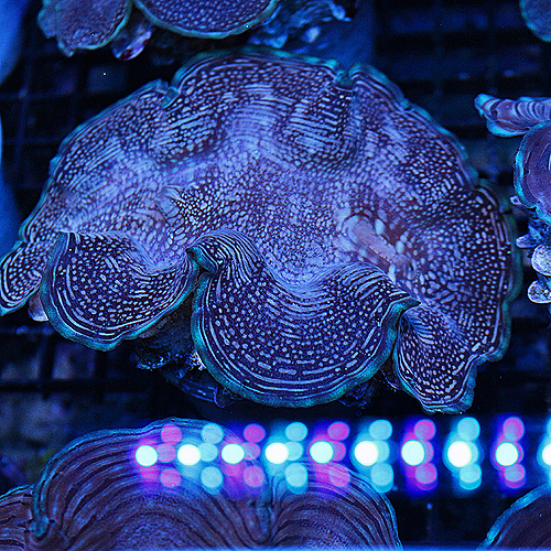 Squamosa  Clam 19 4-5 inches 139-96.jpg