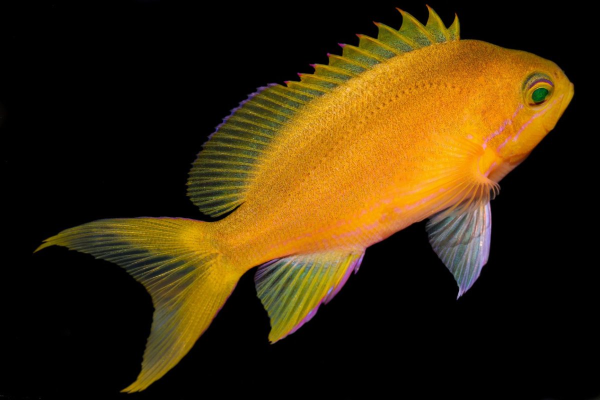 Squarespot Anthias 1-s.jpg