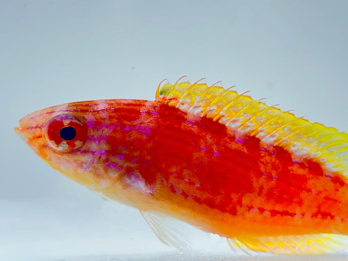 Squire's Wrasse Female.jpg