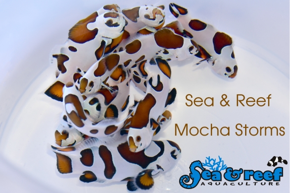 SR_Mocha_Storm_Clownfish_group.jpg