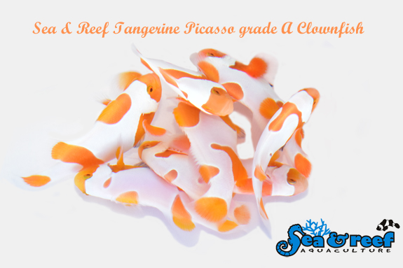 SR_Tangerine_Picasso_A_Clownfish_group-1.jpg