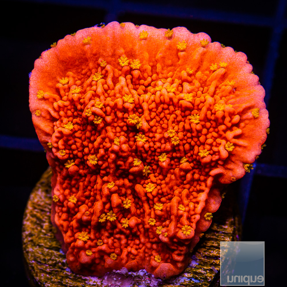 Starburst Montipora 39 22.JPG