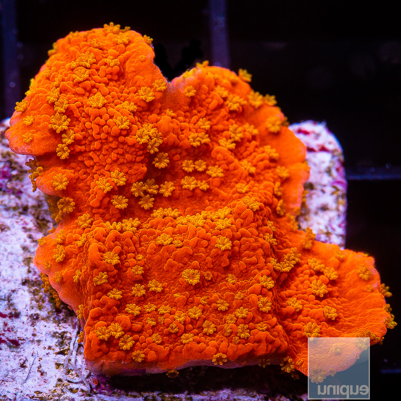 Starburst Montipora 59 45.JPG