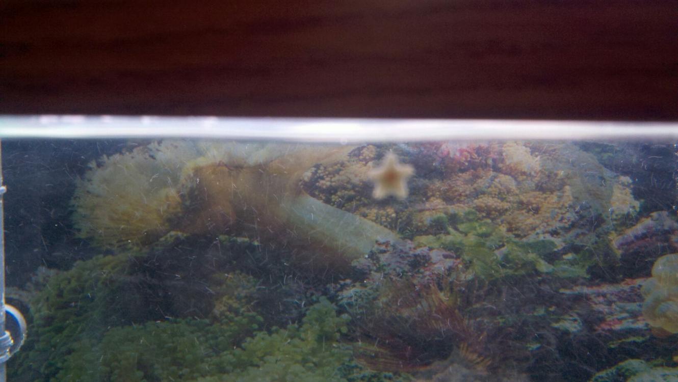 Starfish.jpg