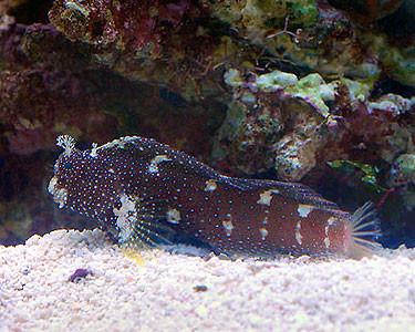 starryBlenny2.jpg