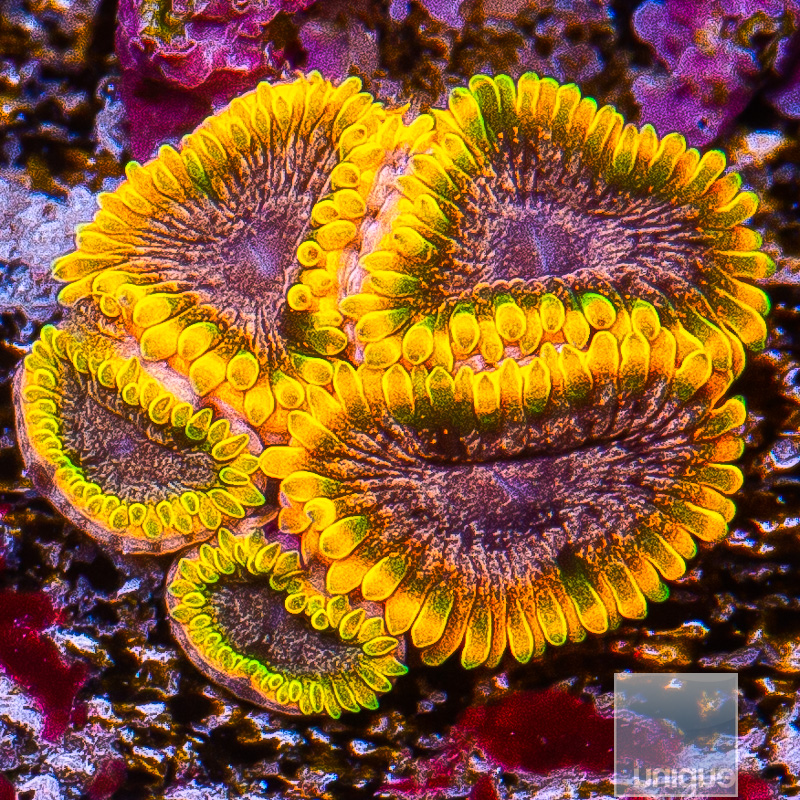 Stiggy Marley Zoanthid 149 88.JPG