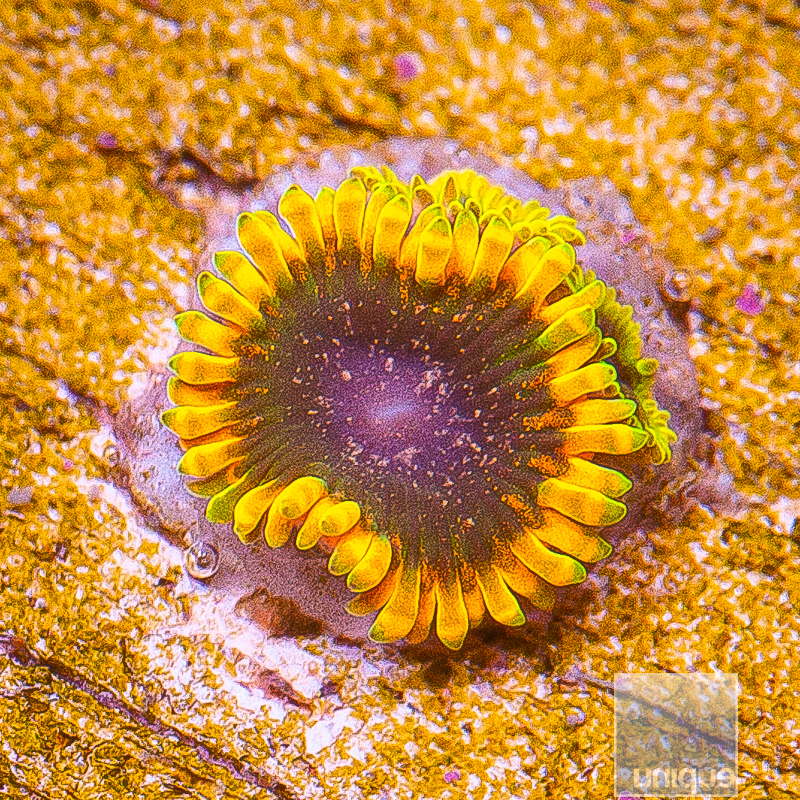 Stiggy Marley Zoanthid 32 15.JPG